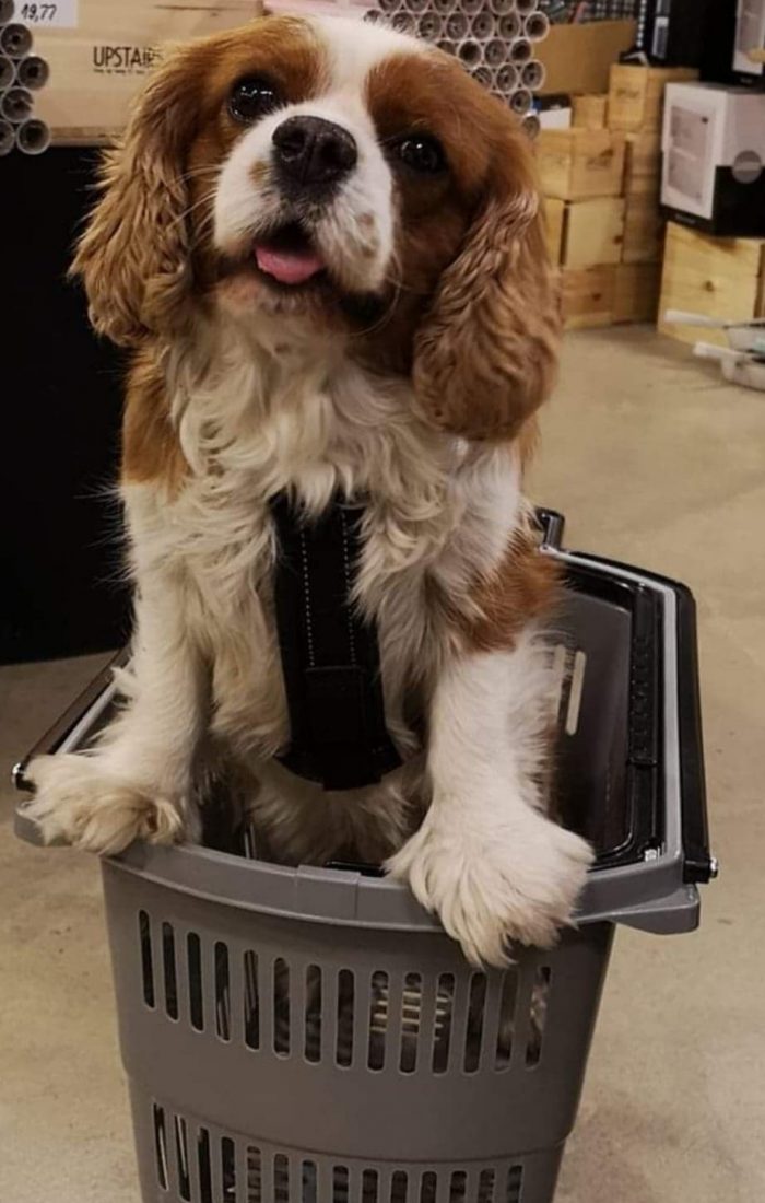 mio – hunden til cia mio - hunden til cia
